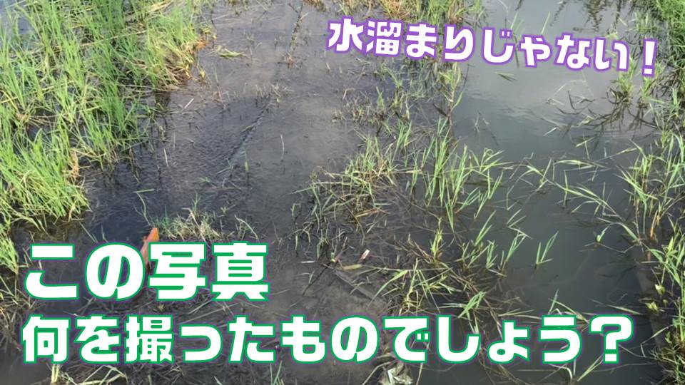 Miland MILAND FARM|ミランダファーム